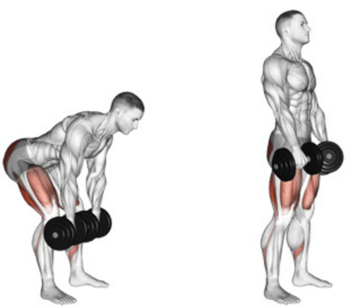 Dumbbell Romanian Deadlift 101 How to Workout Hamstrings