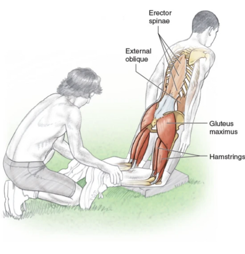 Nordic Hamstring Curl: A Complete Guide
