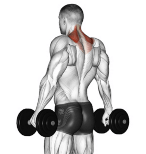 Shrug workout muscle hotsell