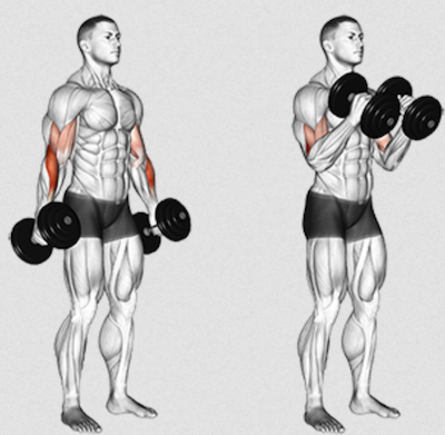 The Dumbbell Hammer Curl 101 Form Variations Alternatives