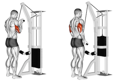 How to Do Tricep Pushdown With Bar: Muscles Worked & Proper Form