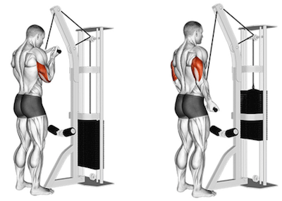 Reverse Grip Tricep Pushdown 101 Form Benefits Alternatives
