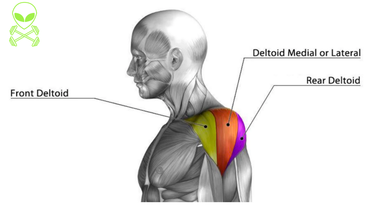 deltoid exercises without weights