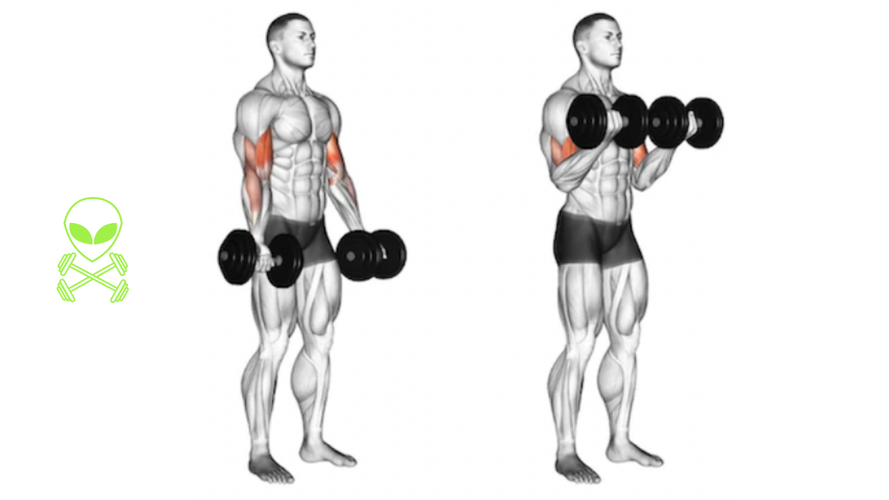 dumbbell or barbell curls