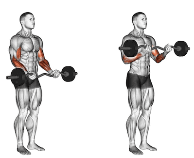 Best arm curls hotsell