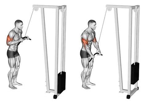 The Tricep Pushdown 101 | Form, Benefits, and Alternatives!