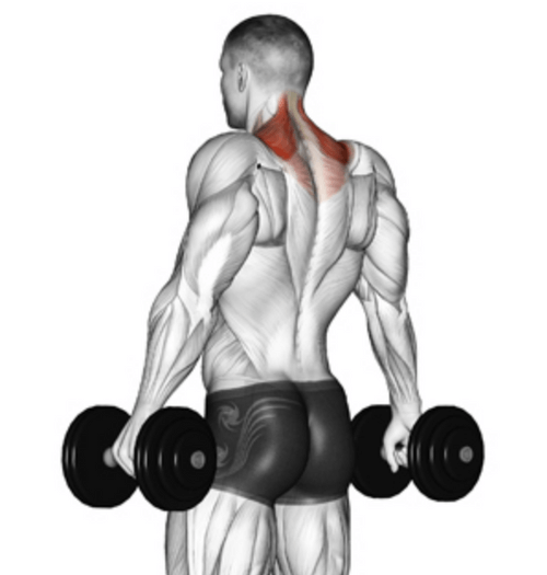 The Dumbbell Shrug: A Complete Guide | Form, Benefits & Variations!