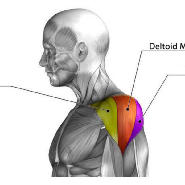 19 best shoulder exercises known to man