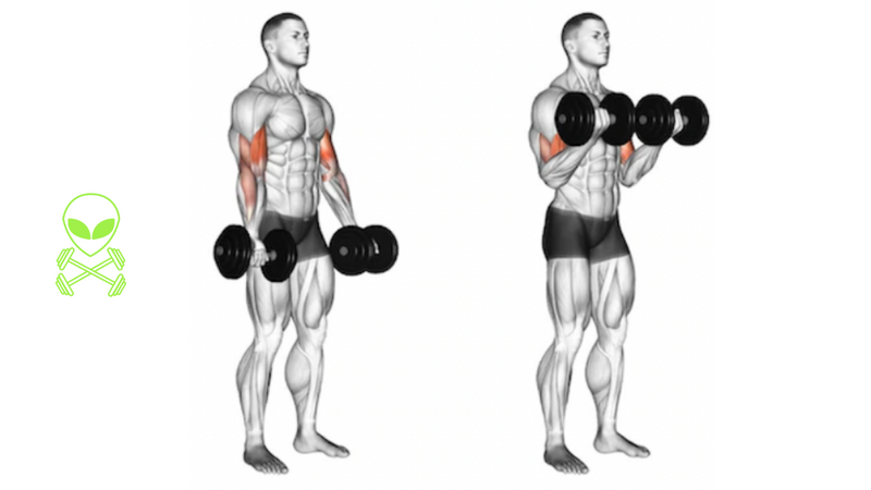 Slow bicep curls sale
