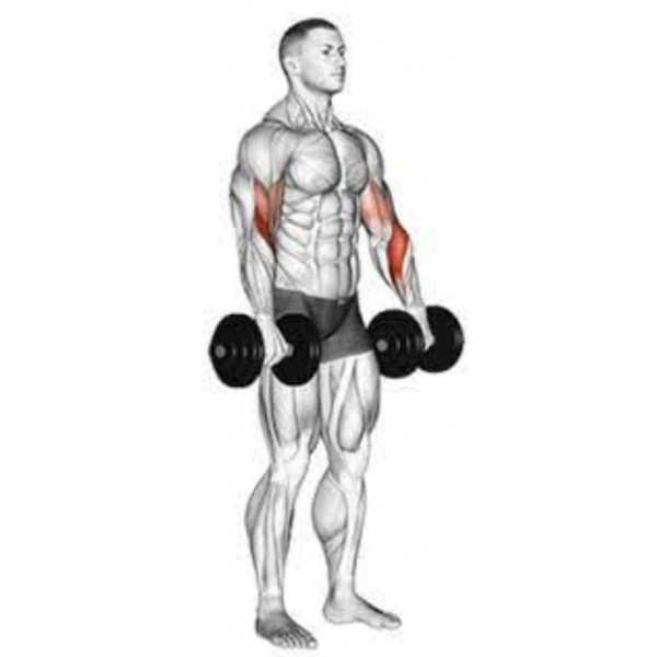 Brachialis workout no sale equipment