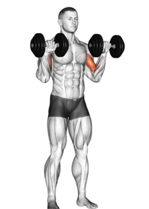 Dumbbell Zottman Curl A Complete Guide How To Train Your Biceps